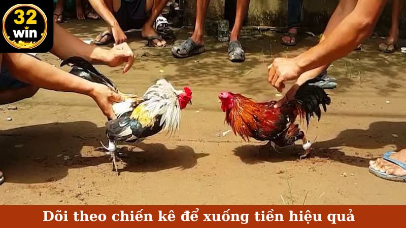 Dõi theo chiến kê để xuống tiền hiệu quả