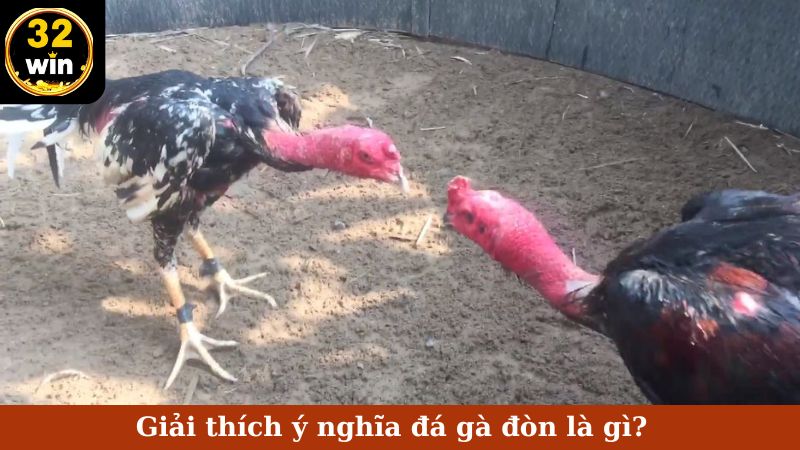 Giải thích ý nghĩa đá gà đòn là gì?