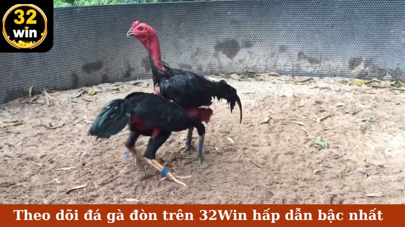 Theo dõi đá gà đòn trên 32Win hấp dẫn bậc nhất