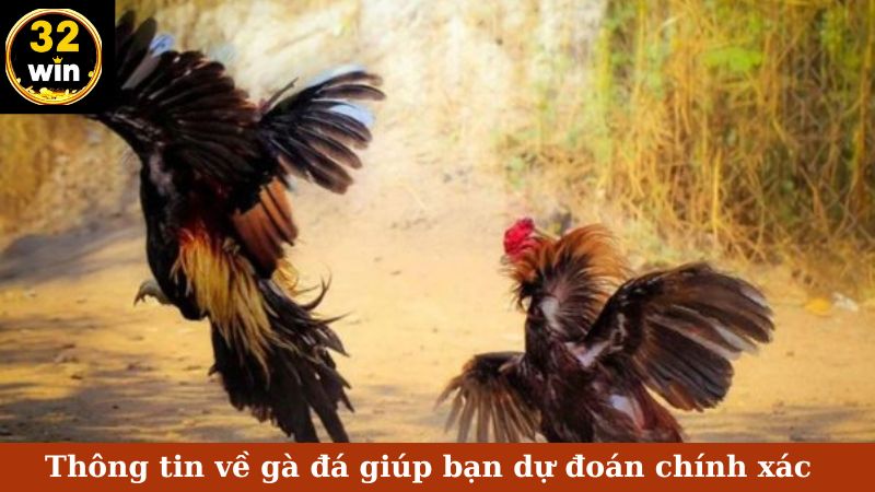 Thông tin về gà đá giúp bạn dự đoán chính xác