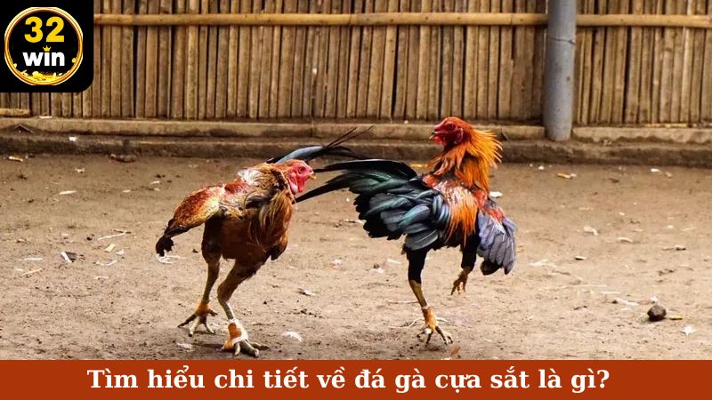 Tìm hiểu chi tiết về đá gà cựa sắt là gì?
