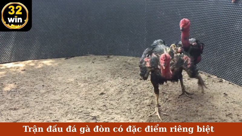 Trận đấu đá gà đòn có đặc điểm riêng biệt