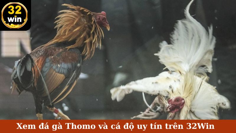 Xem đá gà Thomo và cá độ uy tín trên 32Win