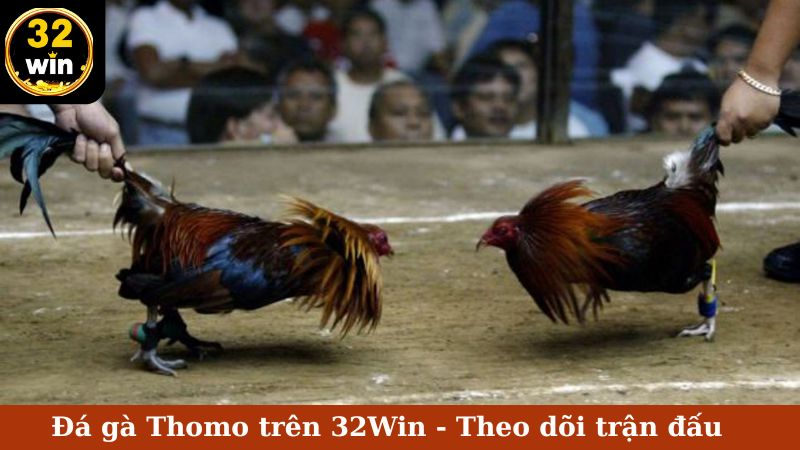 đá gà Thomo nhà cái 32Win