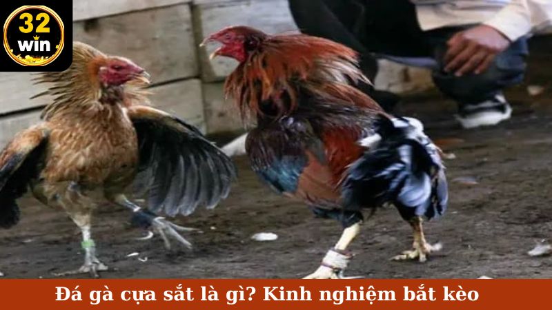 đá gà cựa sắt 32Win