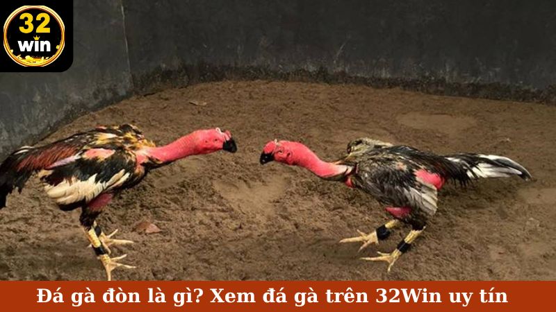 đá gà đòn tại 32Win